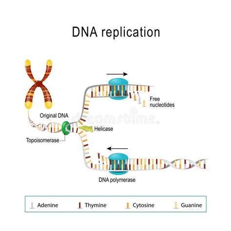 40+ Dna Replication Simple Diagram - ZeekZabeen