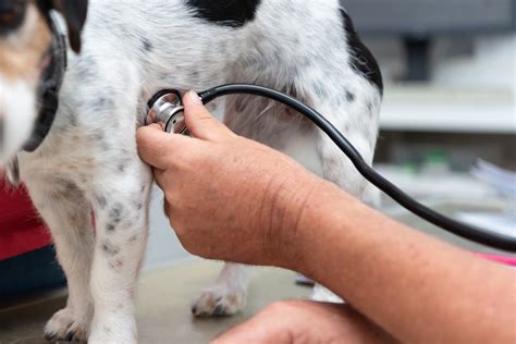 4 Easy Ways To Check Your Dogs Heart Rate And Other Vitals From Home