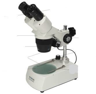 Dissecting Microscope Labeled