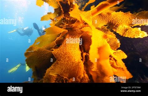 Scuba diving in kelp forest Stock Videos & Footage - HD and 4K Video ...