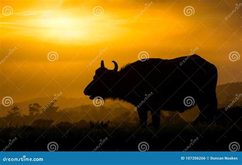 African Buffalo Silhouette At Sunset Stock Photo - Image of black ...