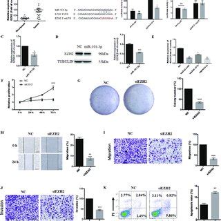 Ezh Is A Direct Target Of Mir P And Functions As An Oncogene In