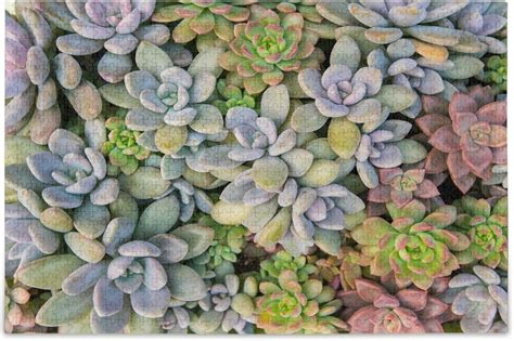 Oarencol Succulents Cactus Colorful Cacti Plants Jigsaw Puzzle 1000