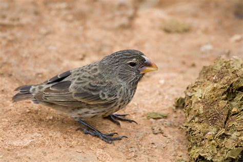 Medium Ground Finch Geospiza Fortis