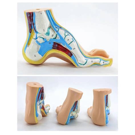 Modelo anatómico del pie, incluidos huesos, músculos, ligamentos