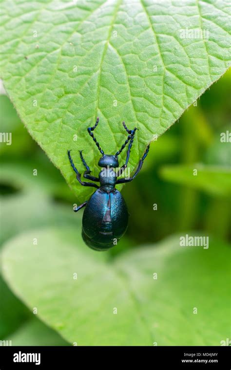 Green Blister Beetle Hi Res Stock Photography And Images Alamy