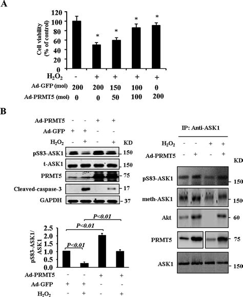 Cross Talk Between Arg Methylation And Ser Phosphorylation Modulates