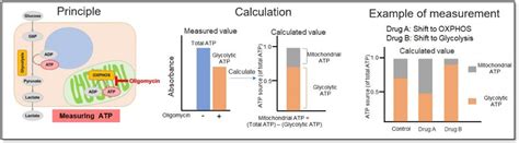 Glycolysis Oxidative Phosphorylation Assay Glycolysis OXPHOS Assay Kit