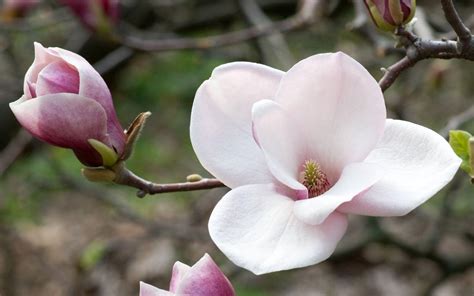 Magnolia Desktop Wallpapers - Top Free Magnolia Desktop Backgrounds ...