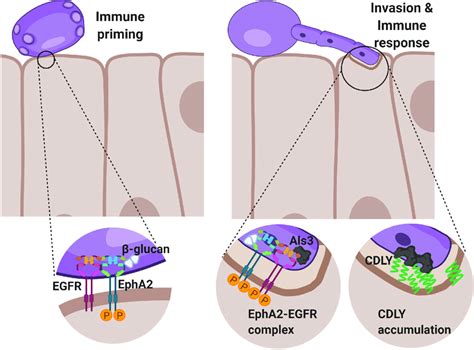 Model Of The Interactions Among Als3 Candidalysin Epha2 And Egfr In Download Scientific