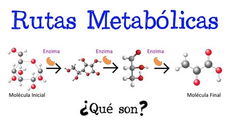 Qu Son Las Rutas Metab Licas F Cil Y R Pido Biolog A