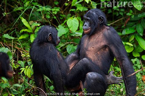 Stock Photo Of Bonobo Pan Paniscus Male Sexual Behaviour Lola Ya