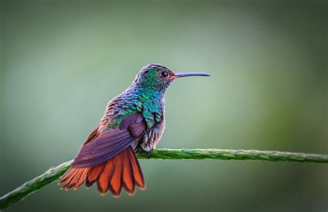 6 Datos Fantásticos Sobre Los Colibríes Las Aves Multicolor De América National Geographic En