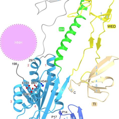 IscB Structure The Conserved Catalytic Residues In The RuvC Domain And