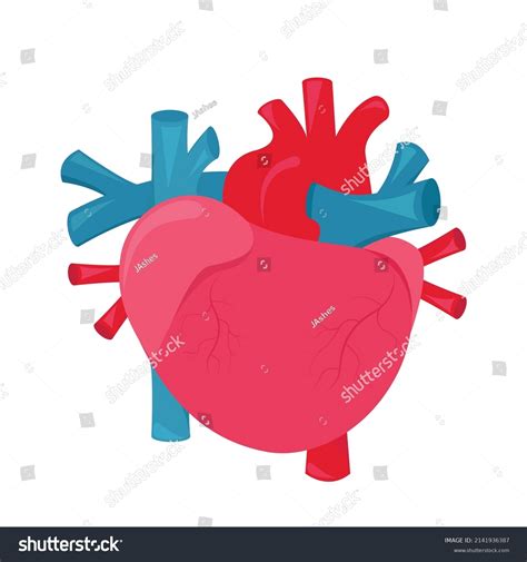 Ilustración Manual Del Corazón Humano Vector De Stock Libre De