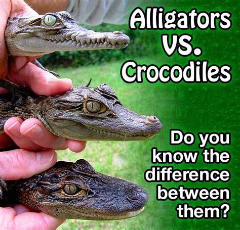 Alligator And Crocodile Differences