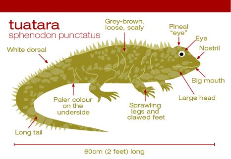 Tuatara tercer ojo – Escritos de Vivesur