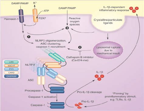 Figure 1 From Role Of Mitochondria In The Development Of