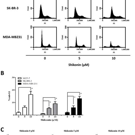 Effect Of Shikonin On The Cell Cycle Progression And Apoptosis In