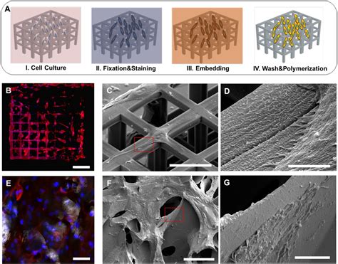 Nanoscale Investigation In 3d Scaffolds Of Cell Material Interactions