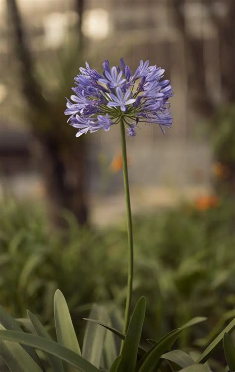 Descubre las increíbles flores azules que transformarán tu jardín con