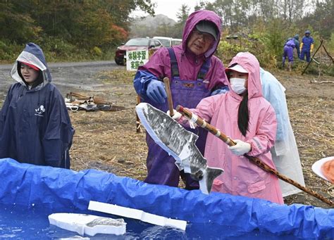 秋サケ不漁、アイヌ文化体験にも影 白老の事業 発泡スチロールで代用47news（よんななニュース）