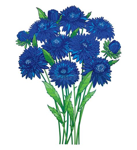 Vector Bouquet With Outline Blue Aster Flower, Ornate Green Foliage And ...