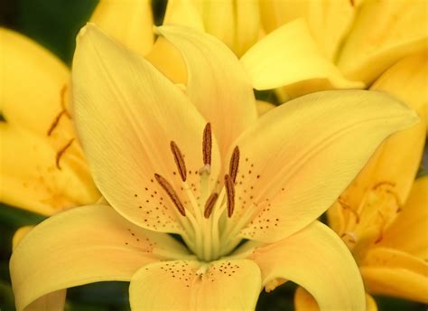 Tiger Lilies Yellow Flowers Free Photo On Pixabay Pixabay