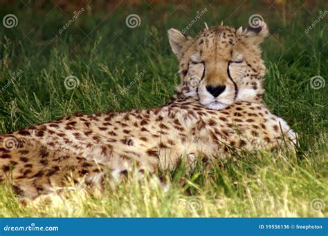 Sleeping Cheetah Royalty Free Stock Image - Image: 19556136