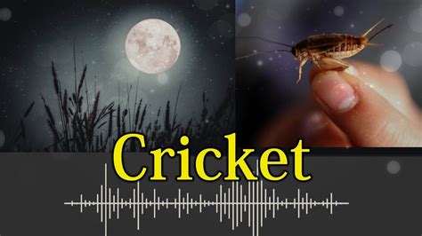 11 Cricket Awkward Silence Sound Effect Youtube