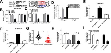 Circ 0001721 Was A Sponge Of MiR 758 A The Putative Binding Sites Of