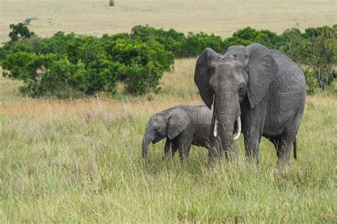 Elephant Mother And Baby Grazing In The Masai Mara Reserve In Kenya