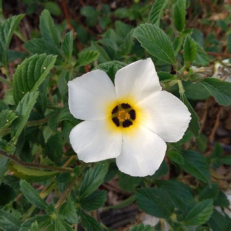 Cuban Buttercup Plant