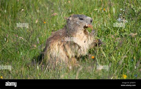 Marmota Marmota Alpine Marmot Vanoise France Stock Photo Alamy