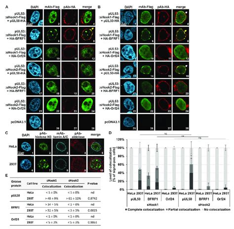 Qualitative And Quantitative Analyses Of Nuclear Rim Colocalization