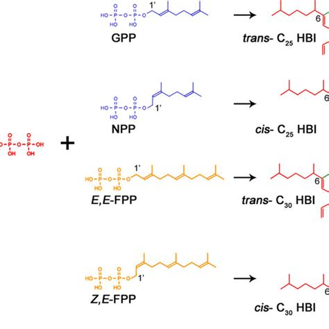 Simplified Hypothetical Biosynthetic Pathway For The Formation Of