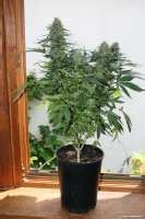 California Indica Sensi Seeds Galerie Des Vari T S