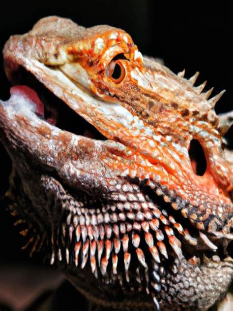 The Biggest Bearded Dragon Unveiling The Giants Of The Lizard World