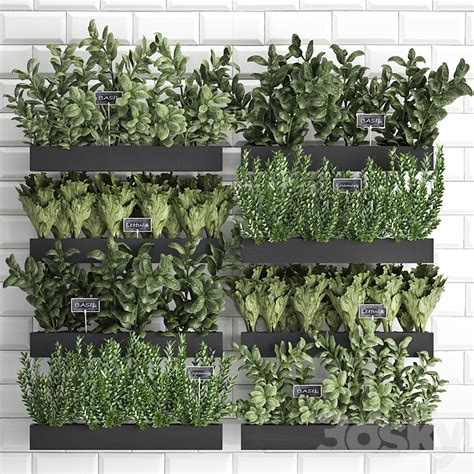 Collection Of Plants Kitchen Garden Vegetable Garden In Wooden Wall