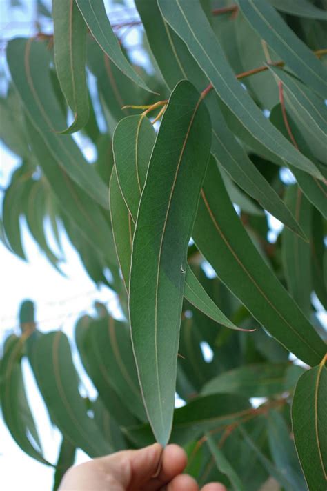 Semence Gommier Bleu Eucalyptus Globulus Pépinières Dornement Vilmorin