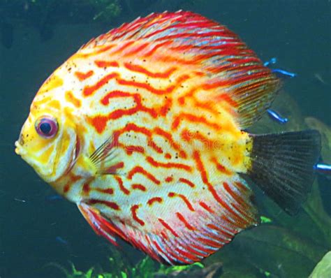 Multicolored Fish Picture. Image: 84922516