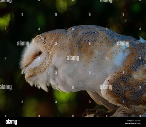 Barn Owl Portrait Side Profile Stock Photo Alamy