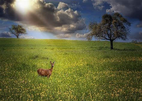 Fotos Gratis Paisaje árbol Naturaleza Césped Horizonte Ligero