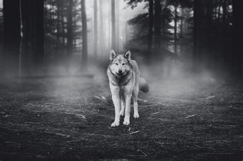 Alaskan Timber Wolf Saved By Hiker Readers Digest
