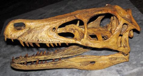 The biggest known dinosaur skull is longer than a racehorse’s body - The Declaration