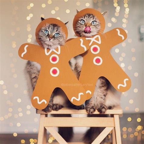 Happy Gingerbread House Day I Know They Have A Christmas Cats