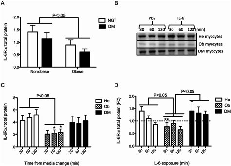 Il 6r A Protein Expression In Skeletal Muscle Tissue Biopsies And In