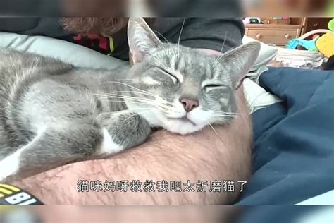 主人强制给猫咪按摩，小家伙的表情太有趣，太折磨猫了