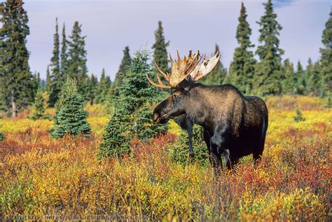 Bull Moose In Autumn Tundra