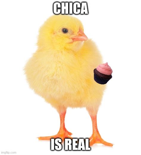 Chicks Are Yellow Imgflip